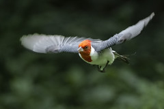 紅冠臘嘴雀 Red-crested cardinal
