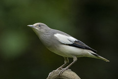 灰背椋鳥 White-shouldered starling