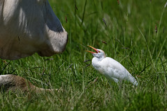 Héron garde-boeufs - Western cattle egret