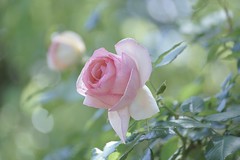 Roses / バ　ラ / 薔  薇 / ば  ら / Rose