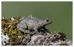Yellow Bellied Toad