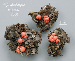 Reticulariaceae