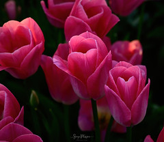 2023 Abbotsford Tulip Festival (Lakeland Flowers)