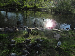 Canada goslings-fågel dammen- 2023