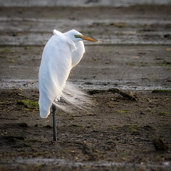 Egret at Oyster bay