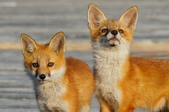 Fox Cubs Jersey Shore