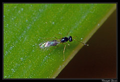 Hymenoptera/Mymaridae