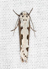 Lepidoptera: Ethmiidae of Finland