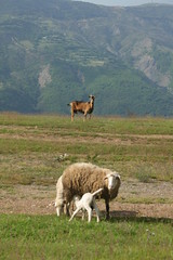Rural Albania