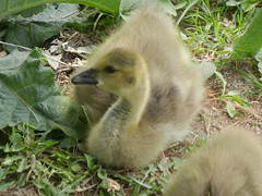 22 Canada Geese Goslings, May19'23