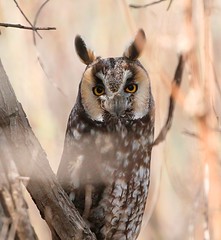 Long-eared Owl 2023