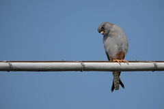 Falco Cuculo