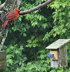 Neighbors (Northern Cardinal / Eastern Bluebird)