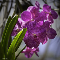 Vanda Somsri Paragon Orchids