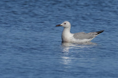 Gaivota-de-bico-fino | Slender-billed gull (Larus genei)