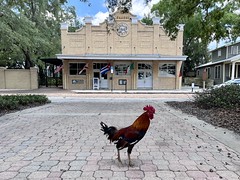rooster in Ybor City