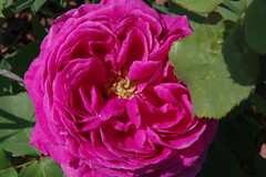 Le Rose di Alessandro II°