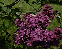 Lilacs, UoG Arboretum, May 22'23