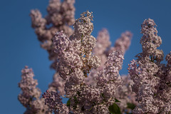 RBG Lilacs May 2023