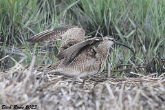 Whimbrel CNWR 23