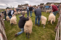 Tan Hill Open Swaledale Sheep Show, May 2023