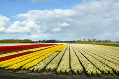 Tulipes, champs de tulipes et Keukenhof aux Pays-Bas (2023)