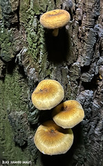 Australian Fungi - arffungi (Album 2)