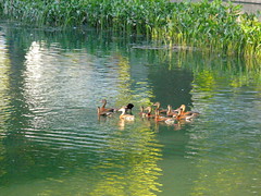 P1070612 Get your whistling tree ducks all in a row.