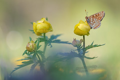 Schmetterlinge, Butterflys