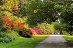 Washington Park Arboretum in early summer