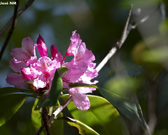 Kruse Rhododendron State Natural Reserve