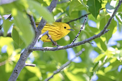 Yellow Warbler, Broad Channel