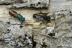 Megachile (Chalicodoma) rufescens