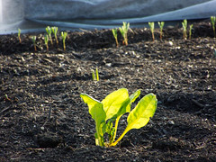 Creating No Dig vegetable garden