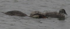 Great Cresed Grebes - Fishing expedition 