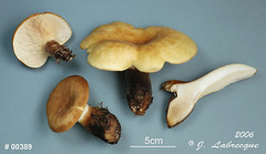 Tapinellaceae