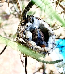 Backyard HB nest