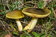Black Forest Fungi