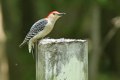 Red-bellied Woodpecker, Bronx Co., NY_1858(1)