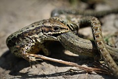 Mating reptiles observed in Sussex