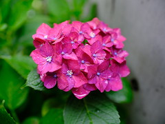 hydrangea-flower_030623