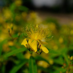 flower-of-hypericum-monogynum_270523