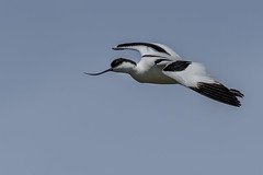 Alfaiate | Pied Avocet (Recurvirostra avosetta)