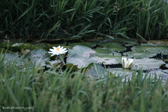 Lotus And Waterlily