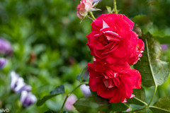 Rose - Cherry Bomb Floribunda 
