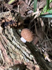 Fungos & Cogumelos