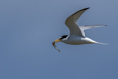 Andorinha-do-mar-anã | Little Tern (Sternula albifrons)