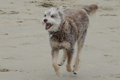 Toby at Cannon Beach