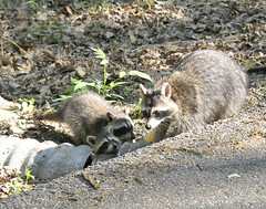 Racoons (1)