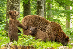 Bären in Slowenien (Mama mit den Kleinen)